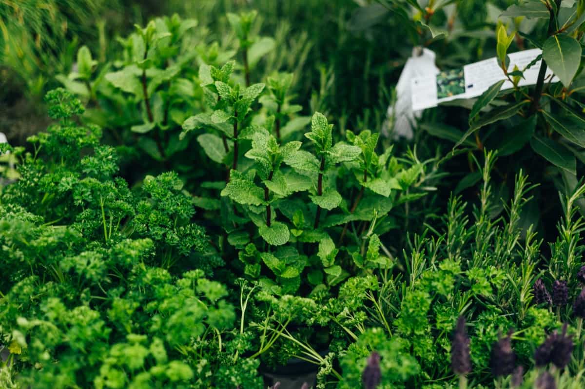 10 Common Herb Gardening Mistakes