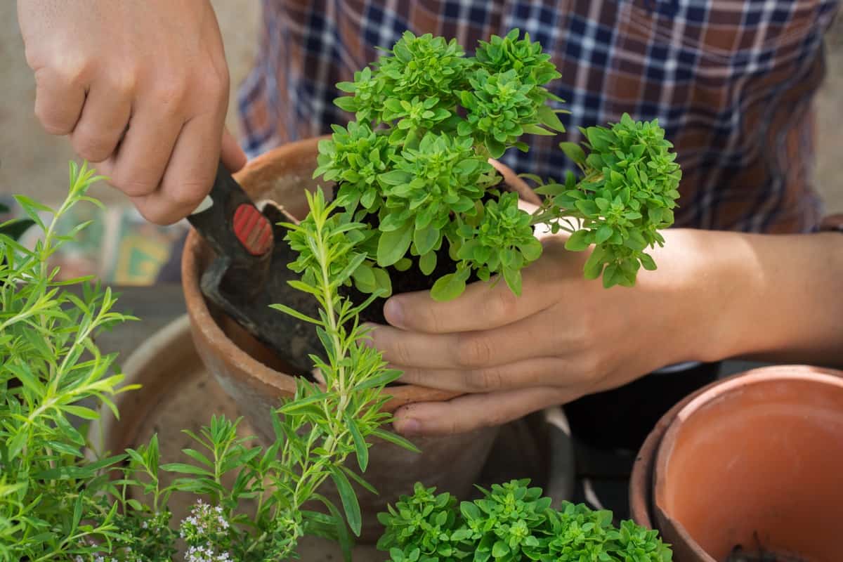 Pot Herb Gardening