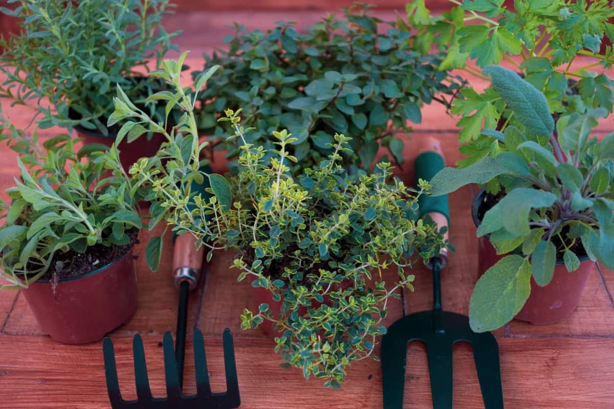 Herb Gardening Equipment