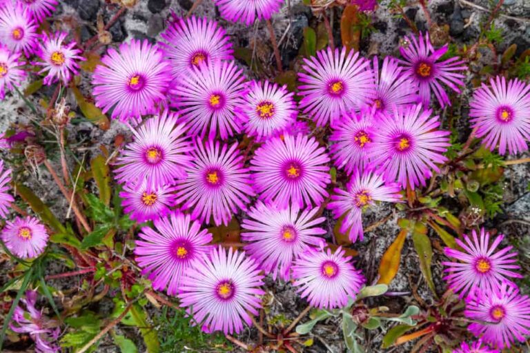 10 Reasons Why Is My Ice Plant Not Blooming: Remedies and Treatment