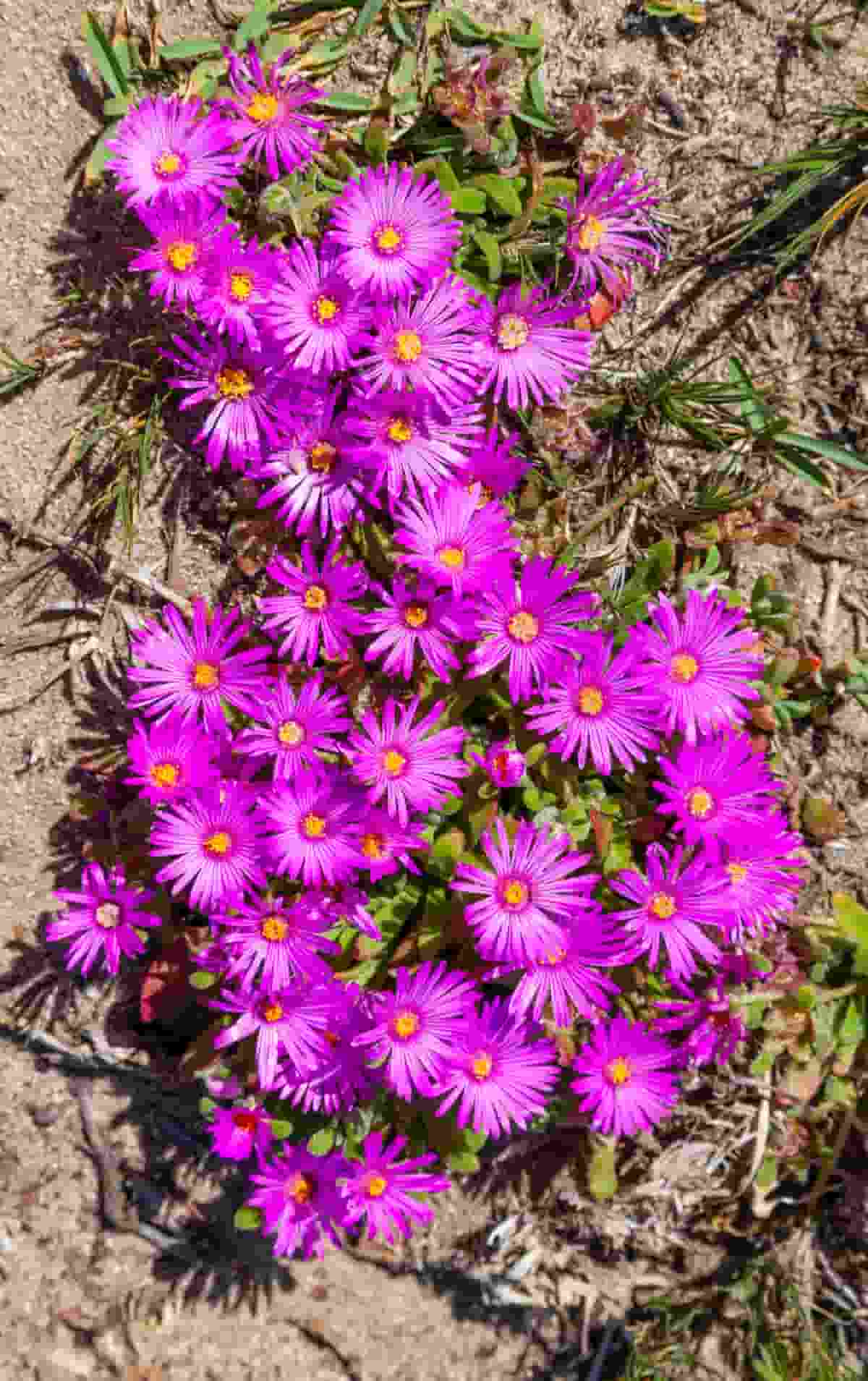Mesembryanthemums