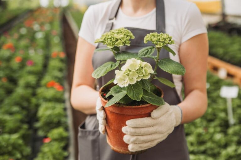 10 Reasons Why My Potted Hydrangea Not Blooming: Treatment and Remedies