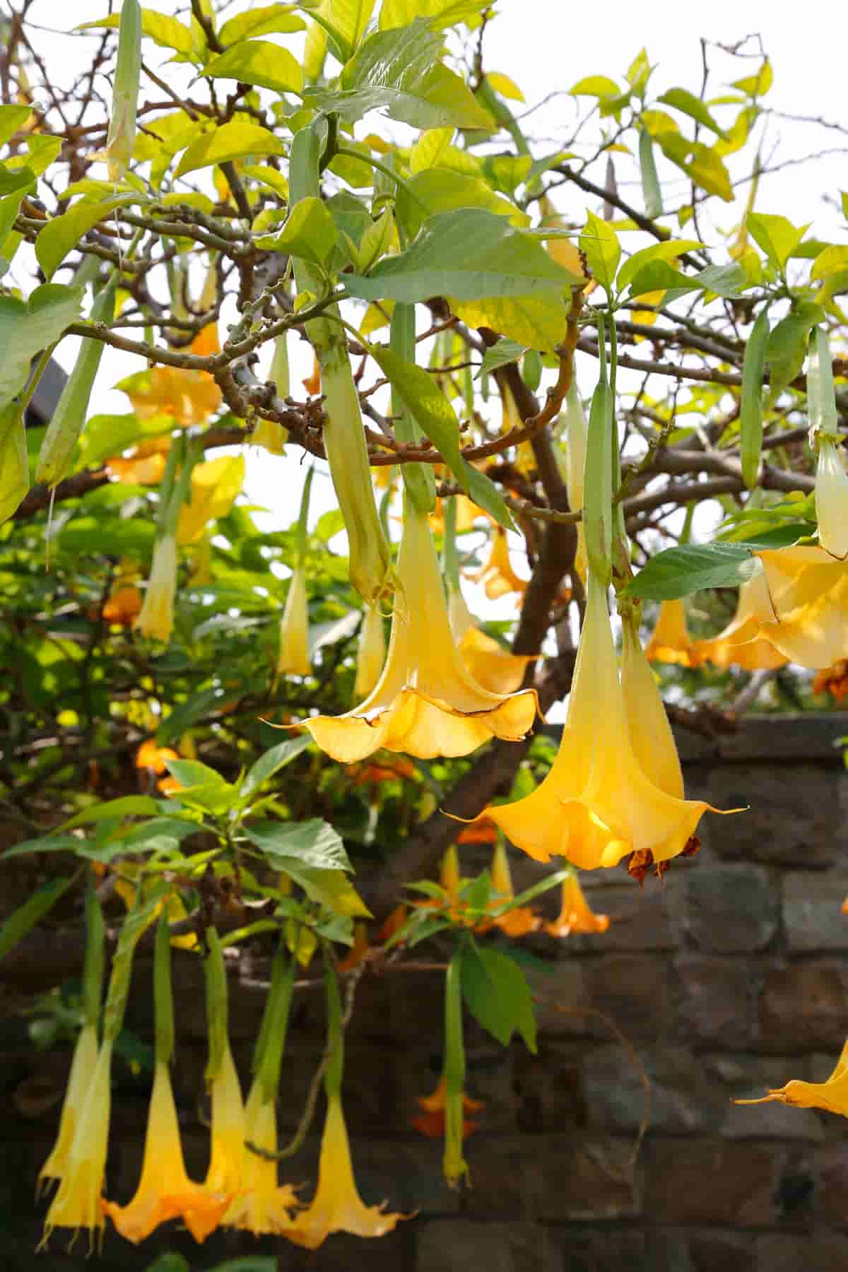 10 Reasons Why Your Angel Trumpet is Not Blooming
