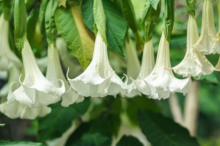 10 Reasons Why Your Angel Trumpet is Not Blooming: Remedies and Treatment