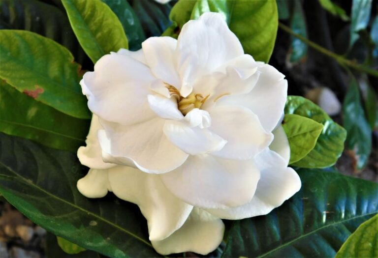 11 Reasons Why Your Gardenia is Not Blooming: Home Remedies and Solutions