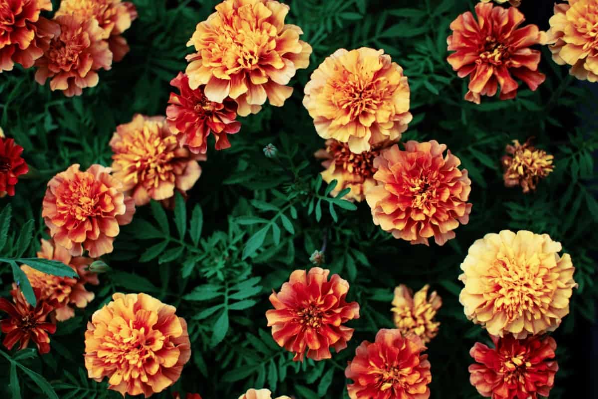 Fresh Marigolds Flowers 