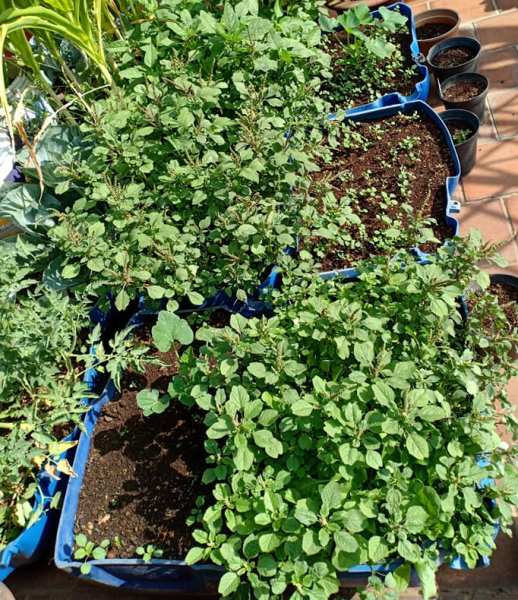 Terrace Gardening Advantages, How To Set Up Terrace Garden In Telugu