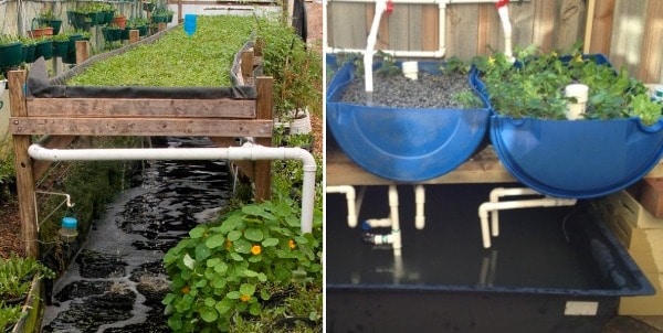 Aquaponic Gardening Techniques; Ideas; Tips