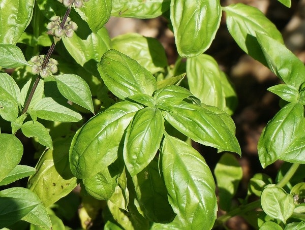 Basil Plant.