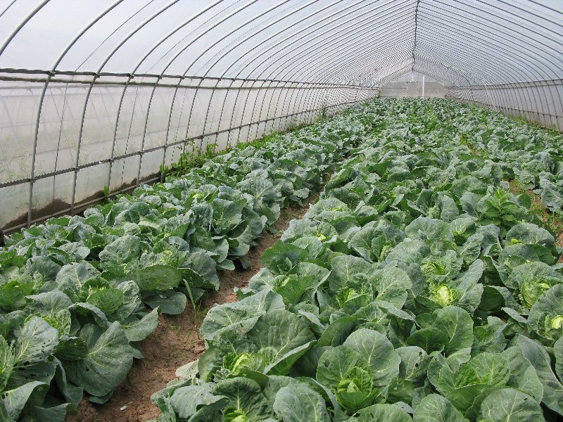 Growing Cabbage in Polyhouse.
