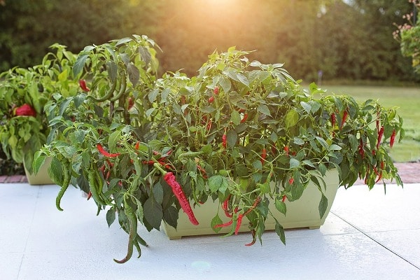 Growing Peppers In Container.