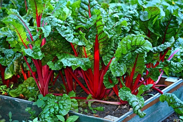Growing Swiss Chard in Container.