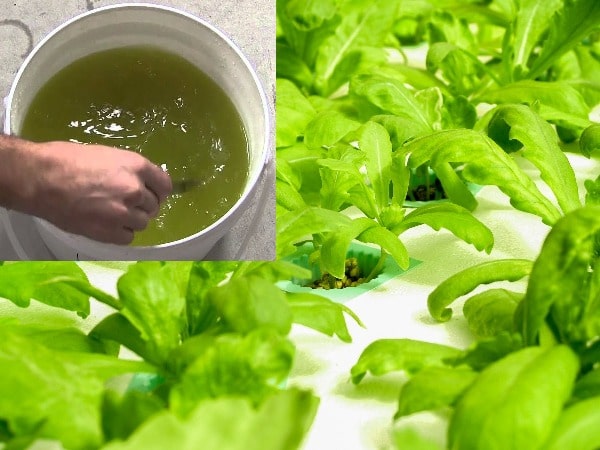 how to make homemade hydroponic nutrients