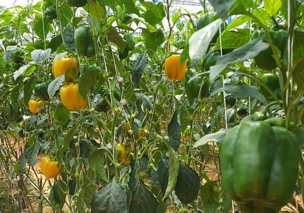 How To Grow Bell Peppers (Capsicum) In Backyard