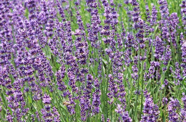 Lavender Plants.