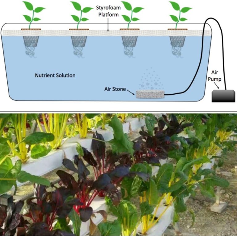 Water Culture Hydroponic System Setup Guide