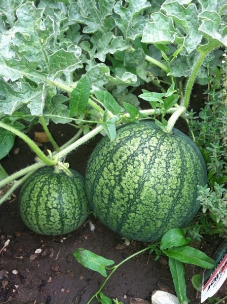 Organic Water Melon.