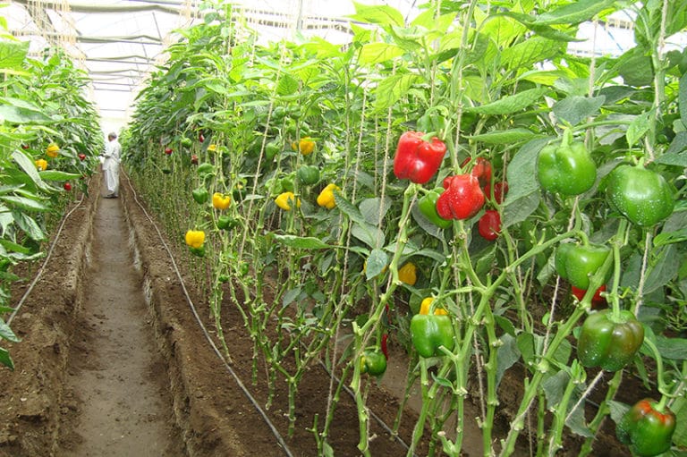 Polyhouse Vegetable Gardening In India