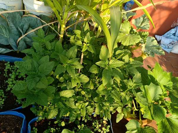 Terrace Gardening Advantages, Home Vegetable Gardening Tips In Tamil