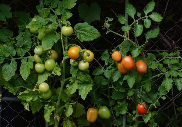 Tomatoes in Home Garden.