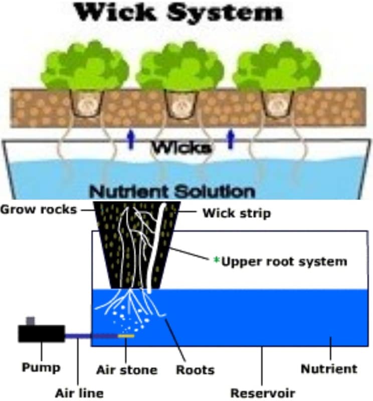 Hydroponics Wick System for Beginners