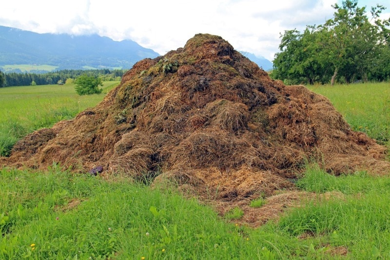 Accumulation of Cow Dung.