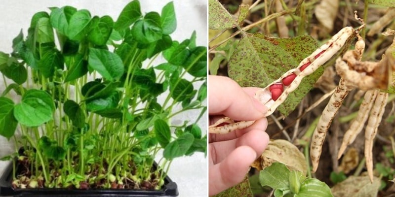 Starostlivosť o rastliny fazule adzuki