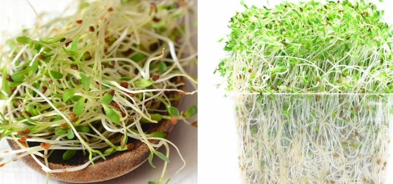 Alfalfa Sprouts in Containers.