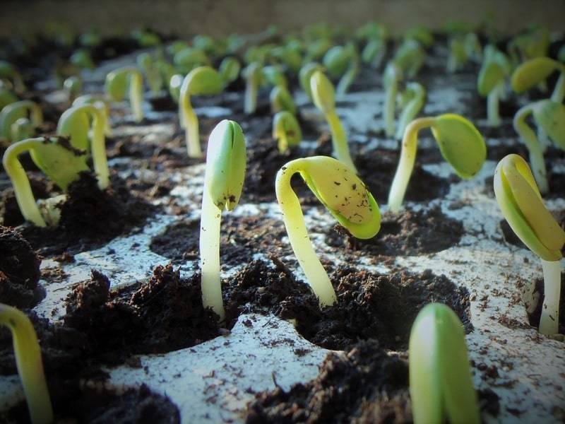Grow Your Own Mung Bean Sprouts At Home! - La Fuji Mama