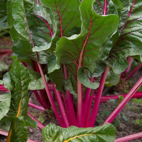 Beetroot Plant Care.