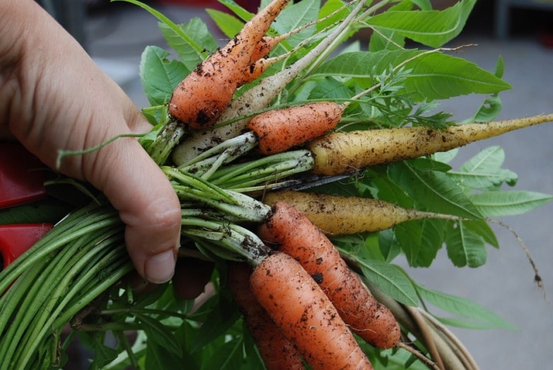 Carrot Harvest.