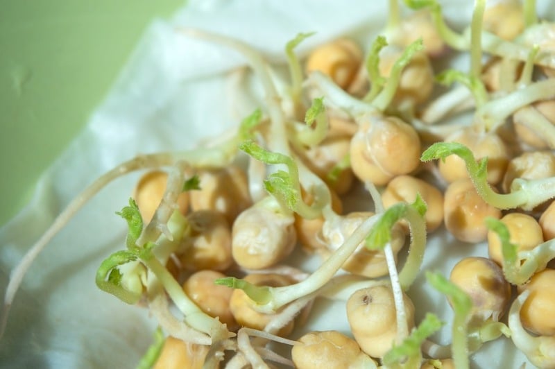 Chick Pea Sprouting.