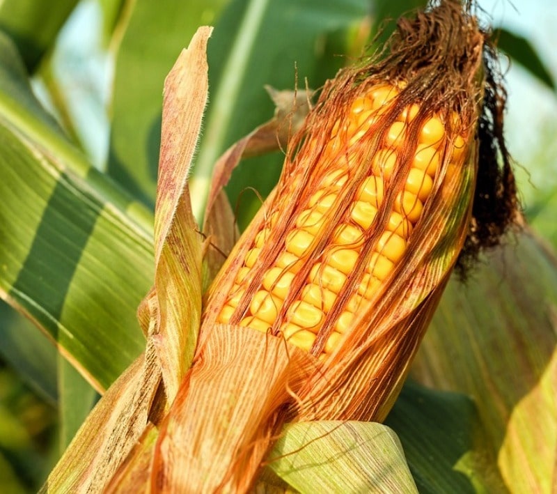 Corn Harvest.