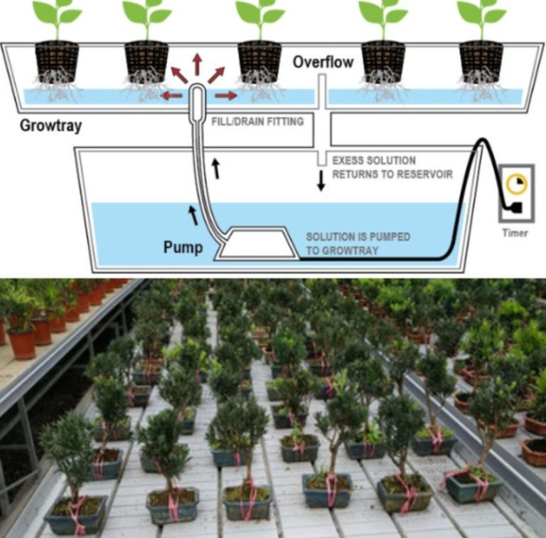 Ebb and Flow System of Hydroponics