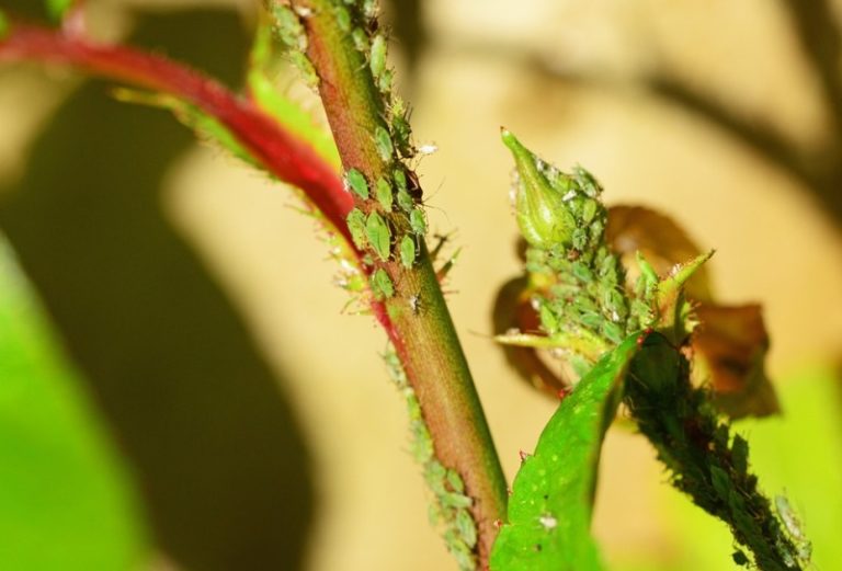 Garden Aphids Control Methods – A Complete Guide