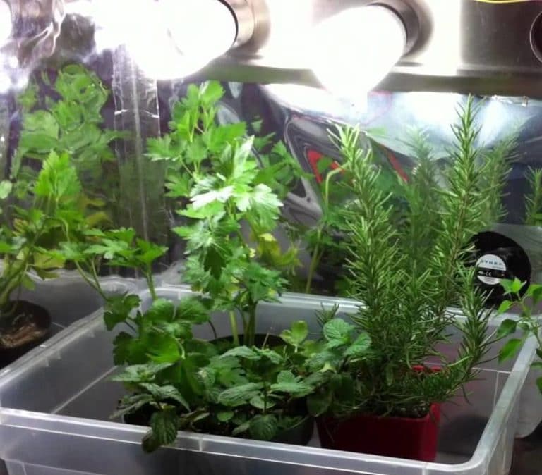Grow Light Types, Importance in Indoor Gardening