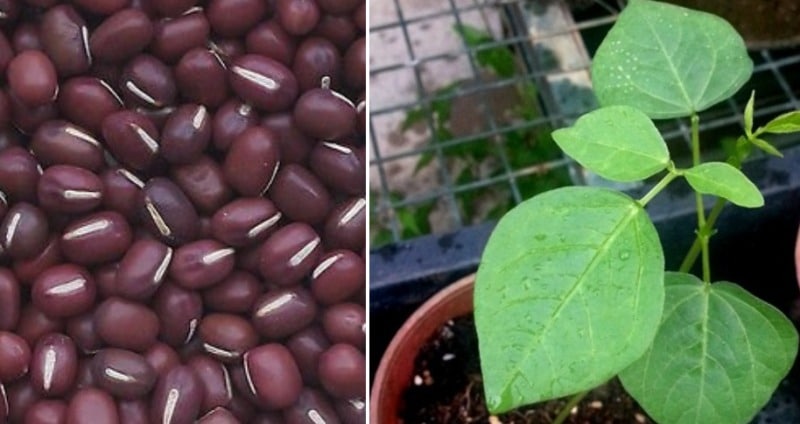 Growing Adzuki Beans.