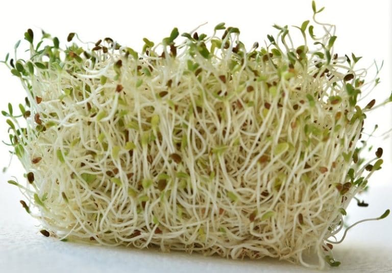 Growing Alfalfa Sprouts in Trays, Jars Guide