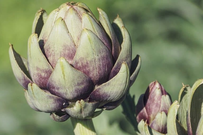 Growing Artichokes in Pots, Containers