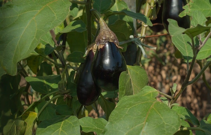 Growing Eggplant in Homegarden.