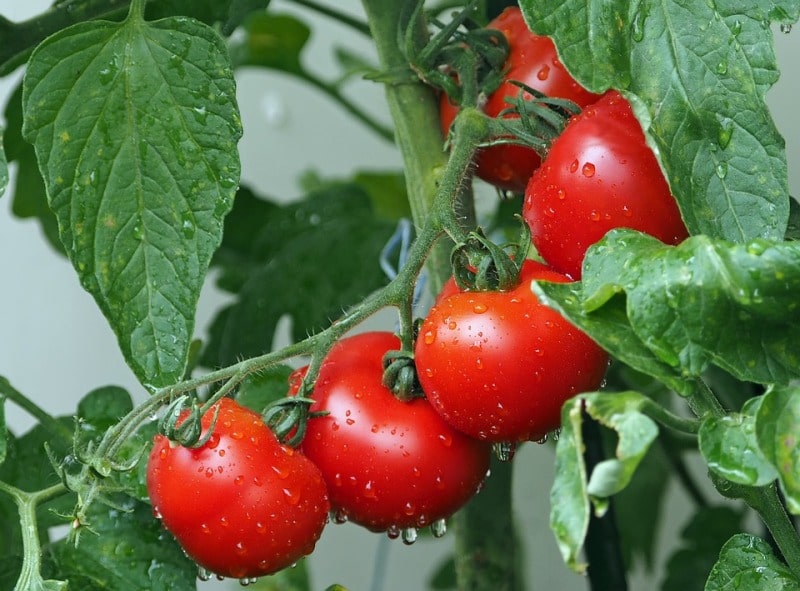 Healthy Tomato Plant.