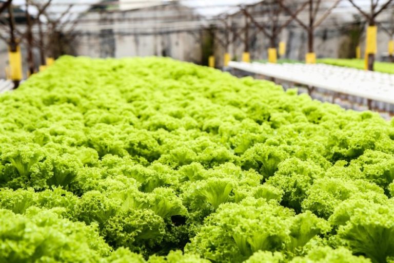 Hydroponic Lettuce Gardening Tips, Techniques