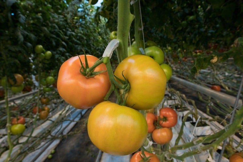 Hydroponic Tomato Gardening.