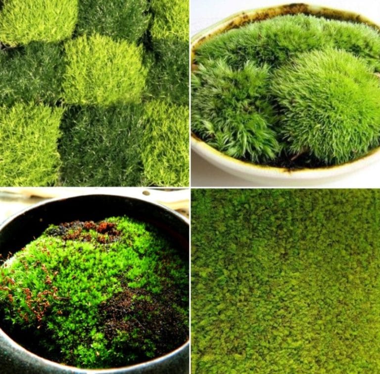 Indoor Moss Gardening Benefits, Ideas