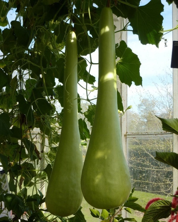 Long Bottle Gourds.