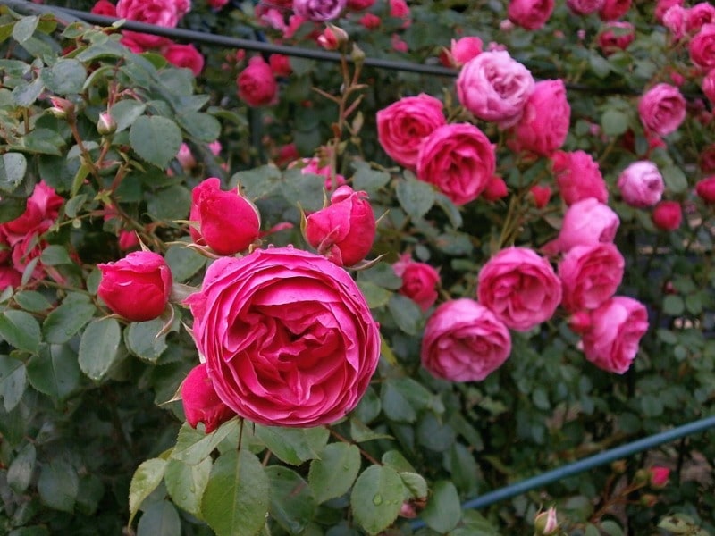 Miniature Roses.
