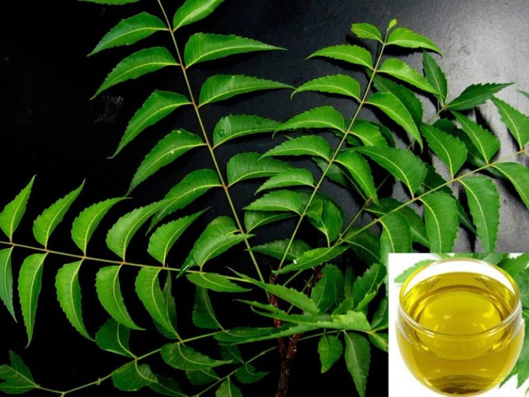 Neem Oil Pesticide Formulation for Garden Plants