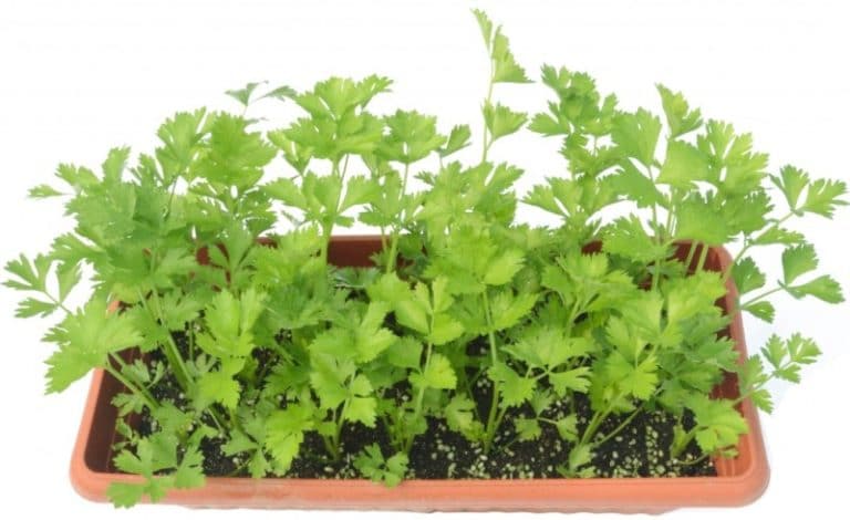Organic Celery Gardening in Containers