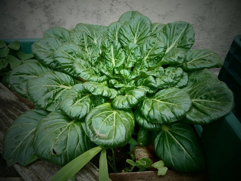Orchard Spinach.