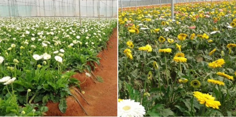 Polyhouse Floriculture Benefits, Ideas and Tips